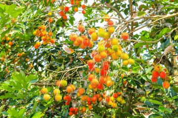 Keajaiban Daun Rambutan untuk Kesehatan, Menguntungkan Bagi Penyandang Diabetes