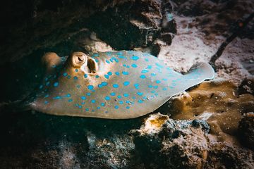 Ikan Pari Jawa, Spesies Unik yang Dikenal dari Satu Spesimen, Kini  Dinyatakan Punah Ini Penyebabnya - Semua Halaman - Intisari