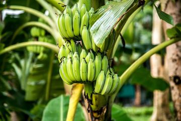 Manfaat akar pisang untuk kesehatan tubuh.