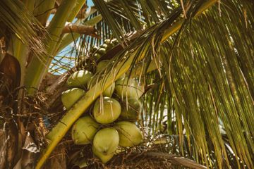 Inilah 3 Cara Mengolah Daun Kelapa untuk Dapatkan Manfaat Kesehatannya