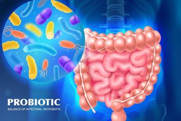 Kunci jawaban soal struktur pendukung penyerapan zat makanan dalam buku Biologi kelas XI SMA Kurikulum Merdeka