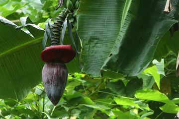 5 Manfaat Kesehatan Rutin Konsumsi Jantung Pisang, Jangan Sampai Tak Tahu