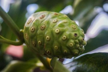 Cara mengolah buah mengkudu untuk asam urat