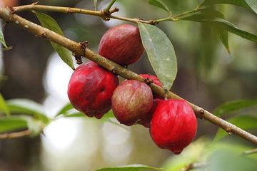Manfaat buah simalakama