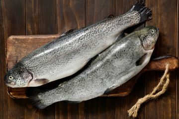 bahaya ikan kerapu keranjang
