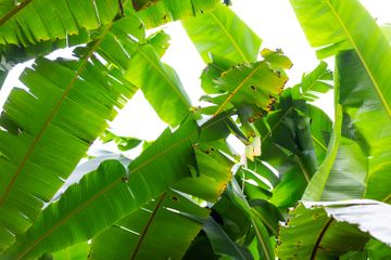 6 Manfaat Luar Biasa dari Daun Pisang untuk Kesehatan dan Kecantikan