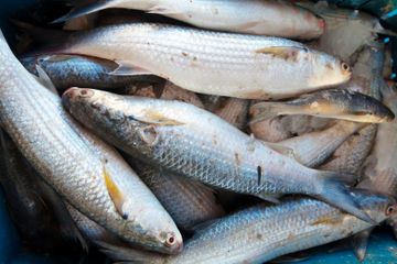 Bahaya Makan Ikan Bagi Kondisi Tertentu, Salah Satunya Penyakit Ginjal