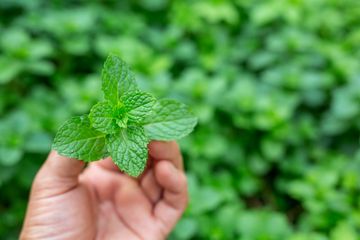 4 Manfaat Daun Mint untuk Mengatasi Insomnia, Tidur Pasti Nyenyak