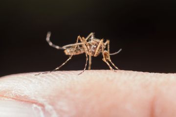 Hari Malaria Sedunia, Ketahuilah Penyebab dan Cara Mencegah Penyakit Ini