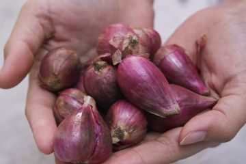 Mengatasi Batuk Pilek dengan Bawang Merah, Caranya Sangat Mudah