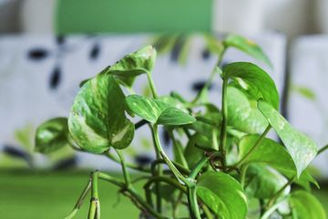 Manfaat daun sirih untuk menghilangkan bau mulut.