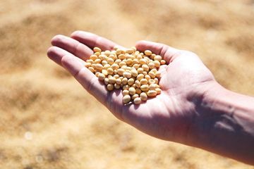 Konsumsi kacang kedelai dapat menurunkan kolesterol jahat.