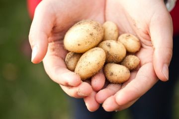 Kentang makanan yang tinggi serat dan mampu meredakan gejala asam lambung.