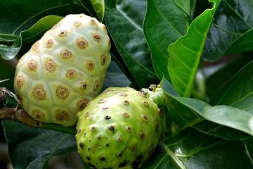 Manfaat air rebusan buah mengkudu