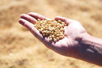 Obat kolesterol alami dengan kacang kedelai