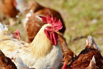 Indonesia Tingkatkan Kewaspadaan Terhadap Risiko Penularan Flu Burung