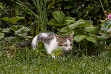10 Cara Menghilangkan Bau Kotoran Kucing di Taman, Bisa Pakai ...