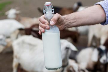 Manfaat susu kambing vs susu sapi
