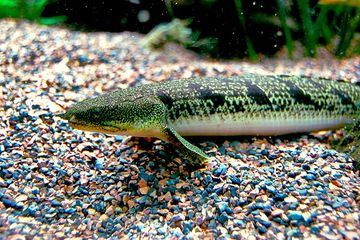 15 Fakta Menarik Ornate Bichir, Ikan Purba dengan Pola Tutul dari Afrika