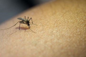 Kasus Malaria di Indonesia Capai Jutaan Orang, Ini Upaya Pemberantasan yang Dilakukan Kemenkes