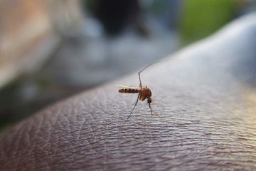 Upaya 100 Tahun, Akhirnya Mesir Dinyatakan Bebas Malaria oleh WHO