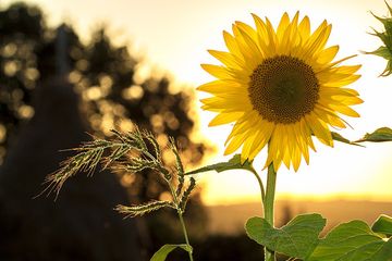 Paling Bagus 17 Bunga  Matahari Hidup  Di  Daerah  Gambar 
