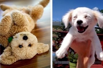 15 Foto Anak Anjing Super Imut Yang Dijamin Bikin Kita Senyum