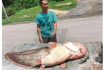 Mengerikan Ikan Lele Terpapar Radiasi Nuklir Di Chernobyl Ukraina Dan Fukushima Jepang Kaya Begini Bentuknya Semua Halaman Grid