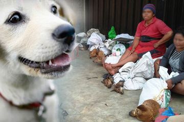 Kisah Miris Anjing Anjing Yang Diperdagangkan Dan Berakhir Di