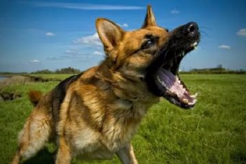 49+ Anjing galak logo information