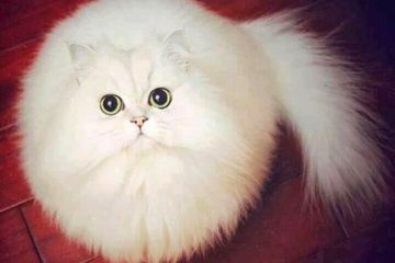 9000 Gambar Hewan Lucu Motivasi Gratis