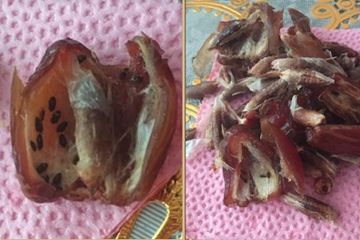 Awas Ada Anak Kecoak Di Dalam Kurma Begini Ceritanya