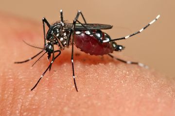 Virus Zika Go Asia, Waspada, Guys! - Hai