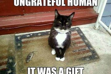 Kenapa Kucing Suka Bawa Hewan Mati Ke Rumah Hai