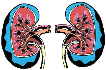 Download 53 Koleksi Gambar Ginjal Png  Gratis HD