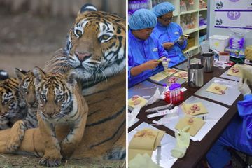 Hasil Riset Manusia Bisa Memakan Daging Hewan Yang Sudah Punah Di