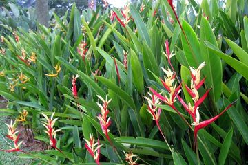 6 Kiat Merawat Heliconia Sp Semua Halaman Idea
