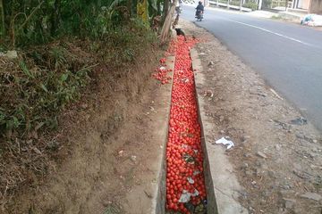 Berita Petani Terbaru Hari Ini Intisari<script async src=
