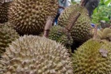 Download 500 Koleksi Gambar Durian Satu Mobil Paling Bagus Gratis HD