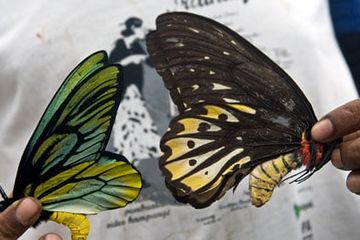 Ratu Alexandra Birdwing, Kupu-kupu Terbesar di Dunia yang Begitu Indah tapi  Sayang Terancam Punah - Intisari