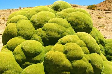 Gurun Atacama 13 - Dunia Sekolah ID