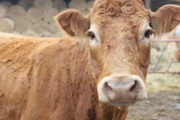 Sapi Polandia - Sapi Kabur Dari Peternakan Dan Berakhir Di Tempat Ini