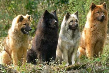 Berita Alaskan Malamute Terbaru Hari Ini 5 Anjing Peliharaan