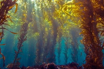 Apple Rilis 12 Wallpaper Indah Bertema Lingkungan Makemac