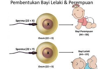 Perbedaan hamil bayi laki-laki dan perempuan