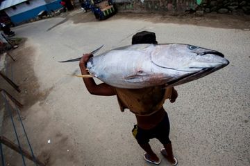 Ikan Kaya Gizi dan baik Untuk Otak, Tapi Ikan Seperti Ini Dilarang Dikonsumsi Ibu Hamil dan Anak-anak