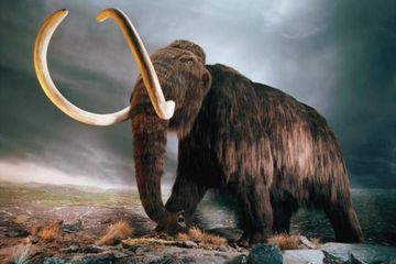 Berita Hewan Purba Zaman Es Terbaru Hari Ini Mammoth Berbulu
