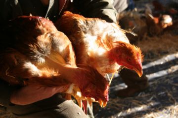 Kasus Flu Burung Ditemukan di Cimahi dan Cirebon, Pahami Himbauan Penularan Penyakit Berbahaya ini!