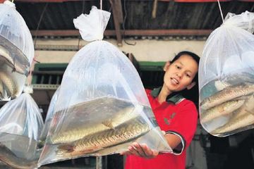 Ikan gabus kandungan gizinya melebihi ayam, daging merah, telur, dan bisa jadi obat ampuh paska operasi.