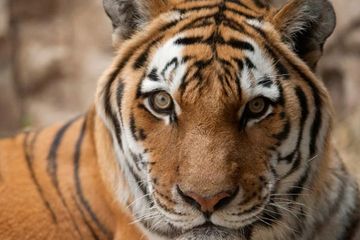 Unduh 9600 Koleksi Gambar Harimau Sakit  